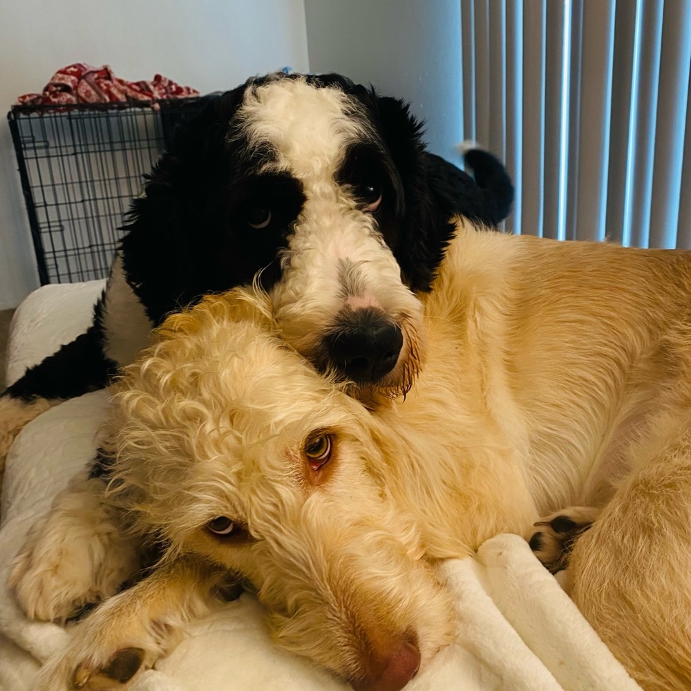 Meet your Posher, Bernice